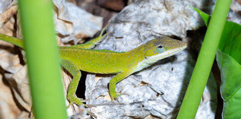 Gecko on the move