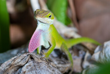 Red neck to attract a gecko mate