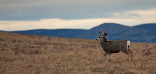 Hills and clouds behind a young mule deer buck