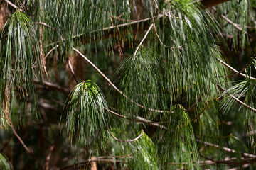 Pinus wallichiana - Bhutan Pine. the texture of green long-coniferous pine