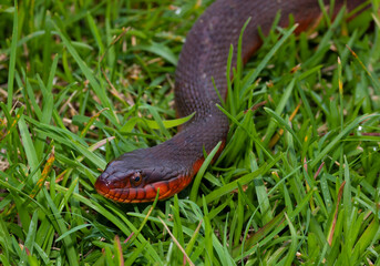 Snake winding toward the camera