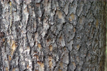 bark of a tree