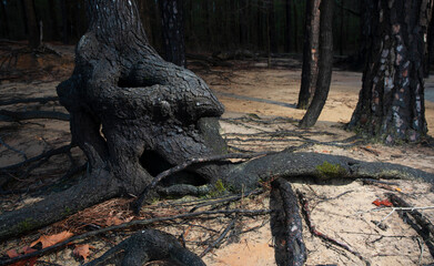 Spooky looking tree trunk