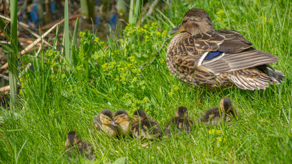Little ducklings with mom duck in green grass. Breeding season in wild ducks. Duck with chicks.