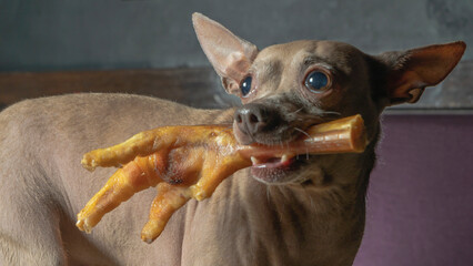 Russian toy terrier reach for food and holds chicken feet in his teeth. Natural delicacy dog food.