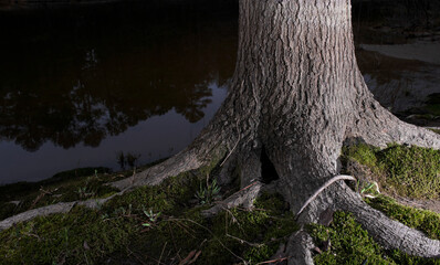 Tree at night next to a lake