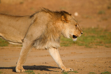Male lion in the Kgalagadi, South Africa
