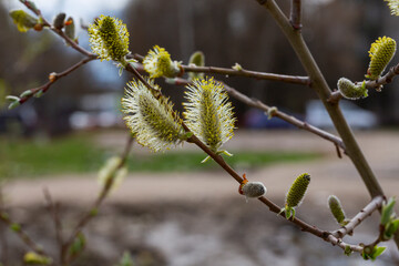 Willow Salix caprea branches with buds blossoming in early spring