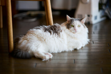 木のフローリングの上に座っている白猫がカメラを見ている