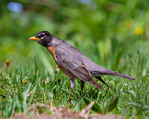 American Robin Stock Photo and Image. standing on ground and foraging for food with blur background in its environment and habitat surrounding displaying plumage feather. Robin Photo and Image.