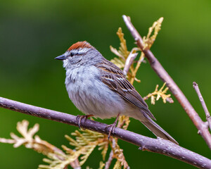 Chipping Sparrow Photo and Image.  Close-up perched on a branch with a blur green background  in its environment and habitat surrounding. Sparrow Photo.