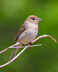 House Brown Sparrow Photo and Image.  Close-up perched on a branch with a blur coniferous background  in its environment and habitat surrounding. Coniferous trees. Sparrow Photo.