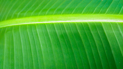 close up of tropical bright green banana leaf pattern