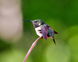 Hummingbird Stock Photo and Image. Close-up view perched on a branch displaying multi colour feather plumage, long beak, eye with a blur background in its environment and habitat surrounding.