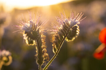 Rhododendron tomentosum flower growing in Italian countryside