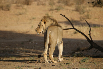 Male lion in the Kgalagadi, South Africa