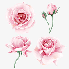 Watercolor rose flower collection