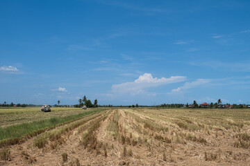 Worker uses machine to harvest rice on paddy field in Sekinchan.