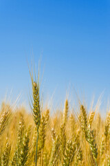 Spike of wheat, close-up. Agricultural field with wheat.