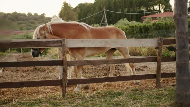 Beautiful mares play fence together in the ranch of a rich man