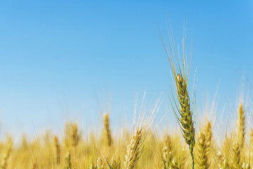 Ear of wheat, close-up. Agricultural field with wheat.