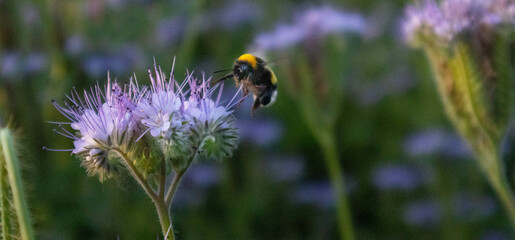 Rhododendron tomentosum flower growing in Italian countryside