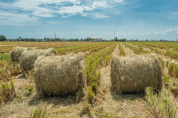 Rolls of haystack during day time in Sekinchan, Malaysia.