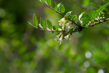 close-up of small white honeysuckle flowers in May, Box-leaved honeysuckle branch - Latin name - Lonicera ligustrina var. pileata Lonicera pileata