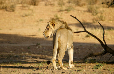 Obraz na płótnie Canvas Male lion in the Kgalagadi, South Africa