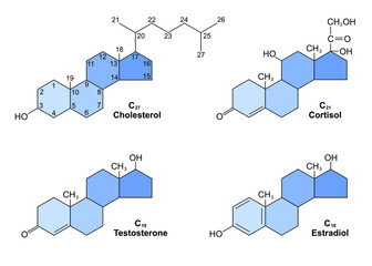 Cholesterol and some of the steroid hormones derived from cholesterol - obrazy, fototapety, plakaty