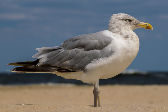 Sharp Seagull Profile