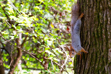 Squirrel close-up on a tree trunk in the forest on a sunny day