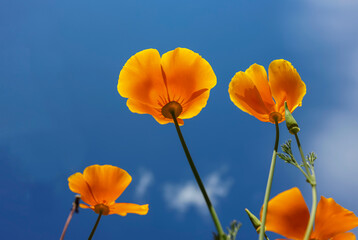 Obraz premium California poppy flowers blooming against the sky. Eschscholzia californica, the California poppy, golden poppy or cup of gold, is a species of flowering plant in the family Papaveraceae.