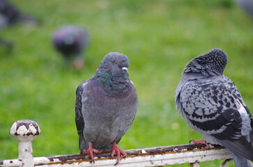 pigeons in the park