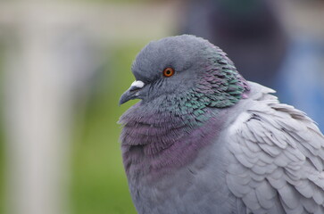 pigeons in the park