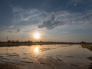 Sunset over the rice fields