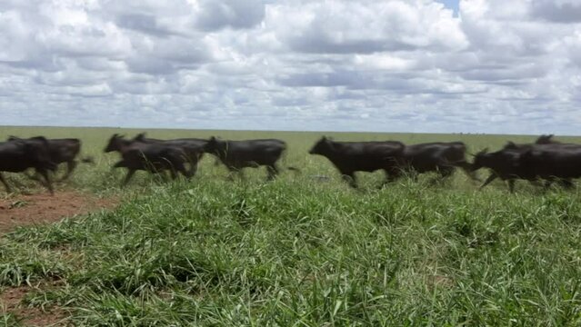 Beautiful view of many nellore cattle grazing pasture on sunny summer day in livestock feedlot farm in Brazil. Concept of agriculture, environment, ecology, economy, exportation and meat production.	