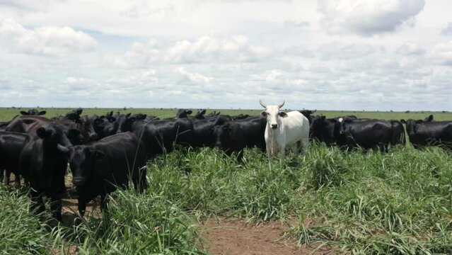Beautiful view of many nellore cattle grazing pasture on sunny summer day in livestock feedlot farm in Brazil. Concept of agriculture, environment, ecology, economy, exportation and meat production.	