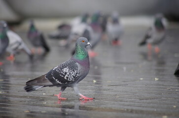 pigeons in the park