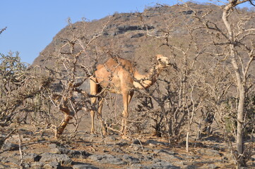 Dromadaire, Wadi Darbat, Salalah, Oman  - 508647739