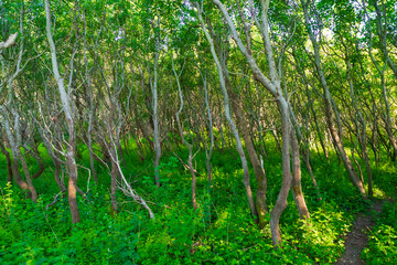 Fototapeta premium Dense Trees in the woods, near Formby beach, England, UK