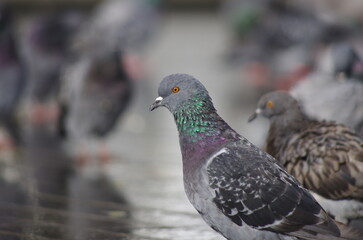 pigeons in the park