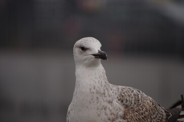 close up of a seagull