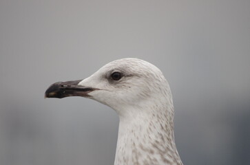 seagull close up