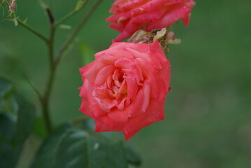 red rose in the garden