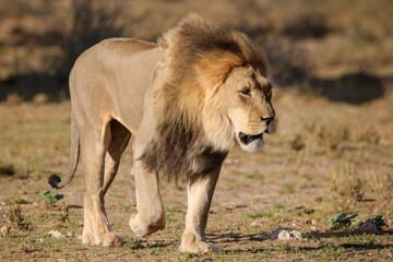 Male lion in the Kgalagadi, South Africa