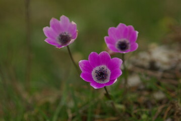 purple crocus flower