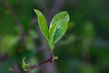Closeup, Top of Green tea leaf in the morning, tea plantation, blurred background.