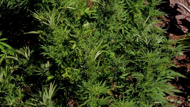 Marijuana plantation growing dope for medical use