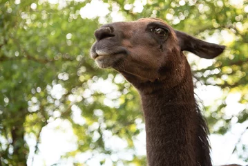 Foto auf Glas Closeup shot of the brown llama head in the green field © Miller_Eszter